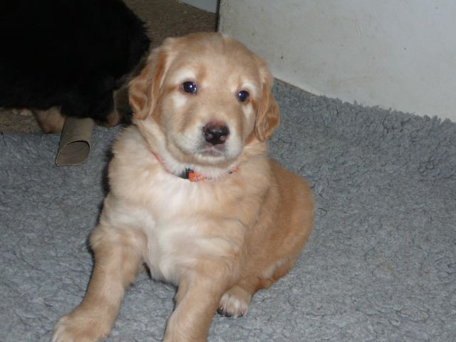 Elliot